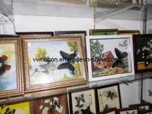 Butterfly Specimen 2