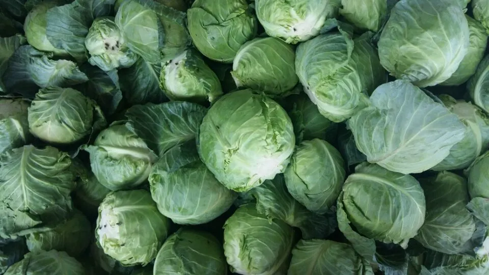2018 New Crop Fresh Chinese Green Cabbage
