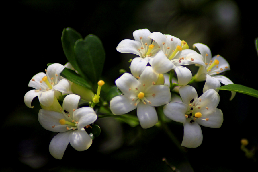 Murraya Paniculata