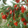 NingXia Tribut-Frucht-organischer getrockneter Goji-Beeren-Preis