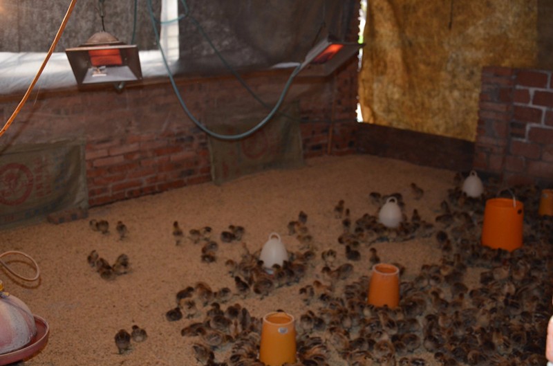 Manual Type Infrared Gas ,Biogas,Propane,LPG Brooder Heater for Livestock Farm THD2606-1