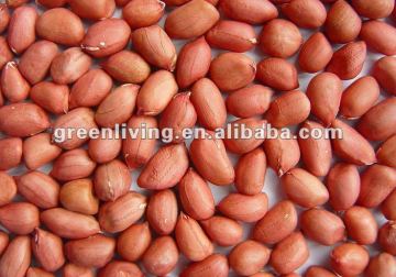 Chinese red peanut kernels long shape in bulk (38/42)