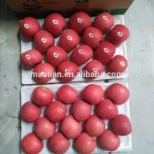 Fresh Red Fuji Apple Fruit