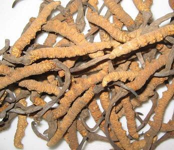 Cordyceps Sinensis Extract-Polysaccharides & Cordycepic acid