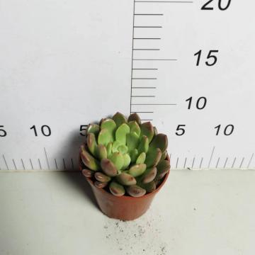 Sedeveria indoor living plants