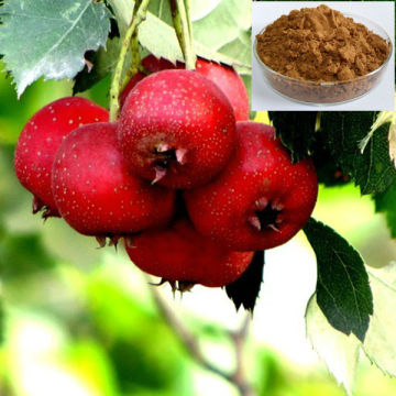 Free Sample Hawthorne Berry Extract Powder