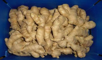 best quality air dried ginger