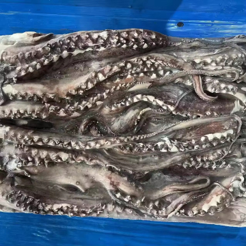 Frozen Giant Squid Tentacles Quality Assurance