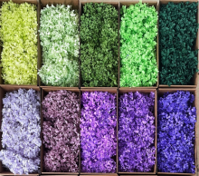 Yunnan Factory Wholesale Pink Red Hydrangea Forever Plants for Wedding Decoration