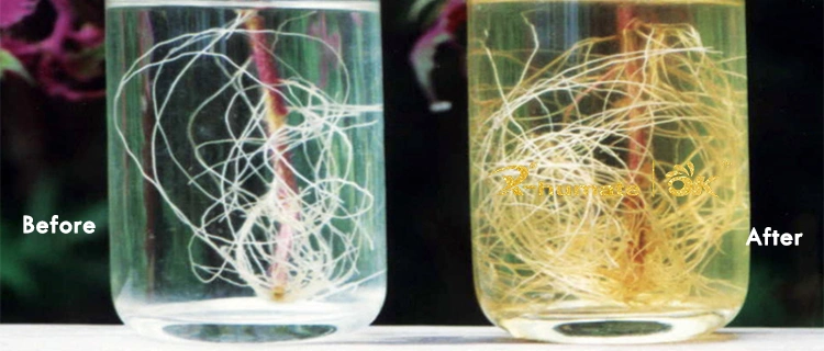 X-Humate Iba Rooting Hormones Iba Agrochemical