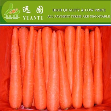 Fresh Carrots from Chinese farm