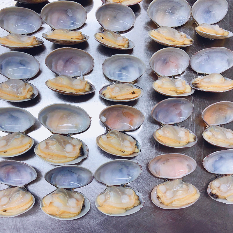 2021 new season short necked clam in shell