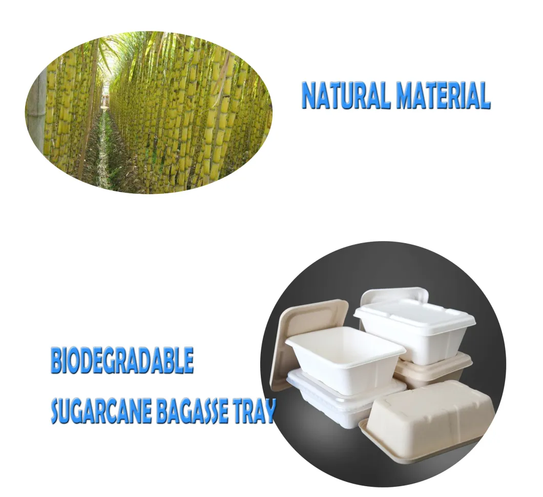 Disposable Biodegradable Eco Sugarcane Bagasse Paper Food Container Tray