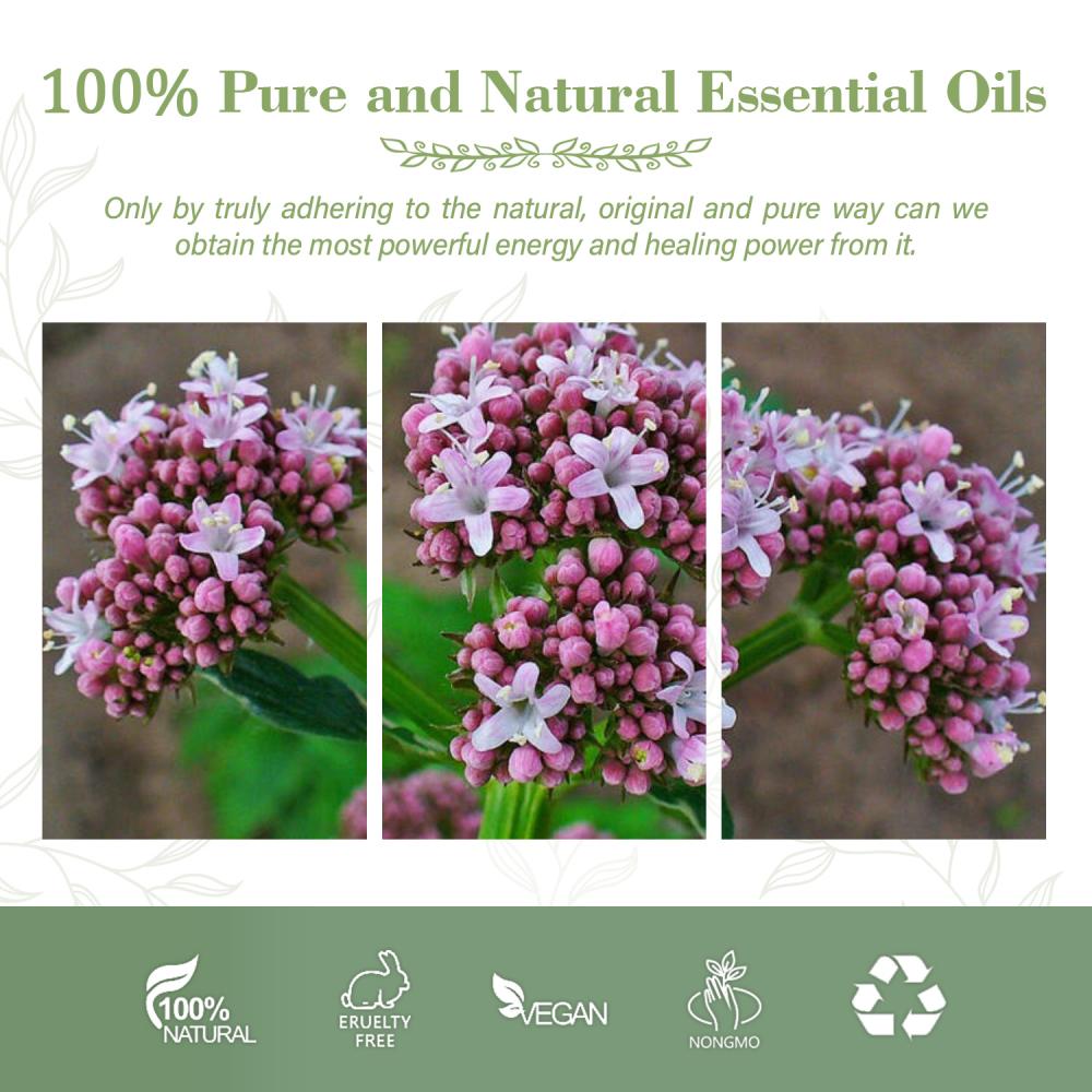 Naturaleza Oil Valerian Oil Valerian Raíz Difusor Aceite esencial Fragancia Aceite para vela