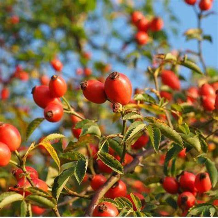 Olio di semi di rosa canina per la cura della pelle