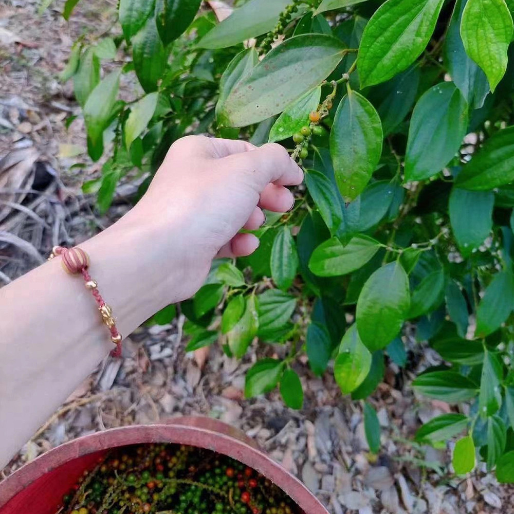 White Pepper Picking