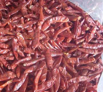 Chilli dried