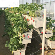 Saluran Hydroponics Strawberry Gully Komersial