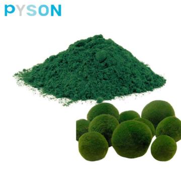 Poudre de chlorella d&#39;additifs alimentaires de qualité supérieure