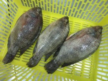 Frozen Black Tilapia WGS For Sale