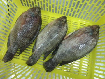Frozen Black Tilapia WGS For Sale
