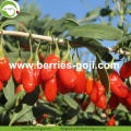 Usine de gros séché au soleil nouvelle récolte de framboises