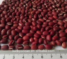 New crop small red round beans Azuki Beans