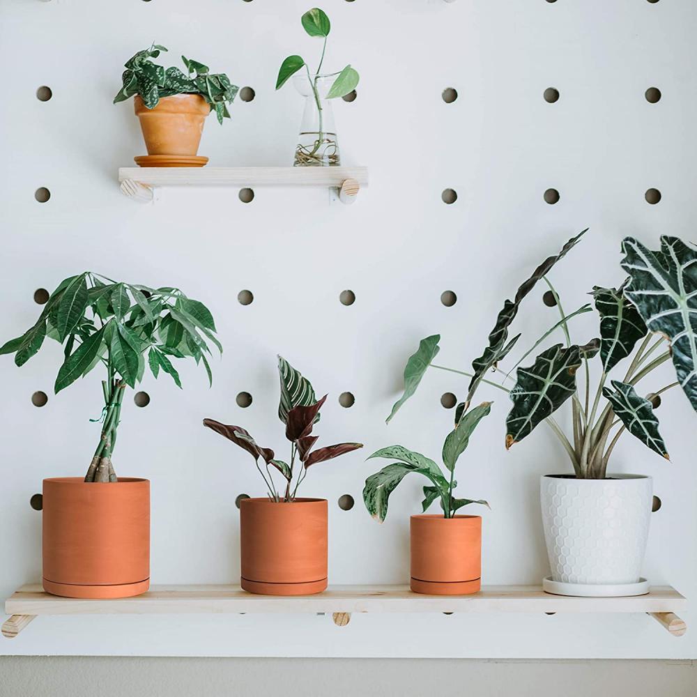 Terrakotta -Töpfe für Pflanzen