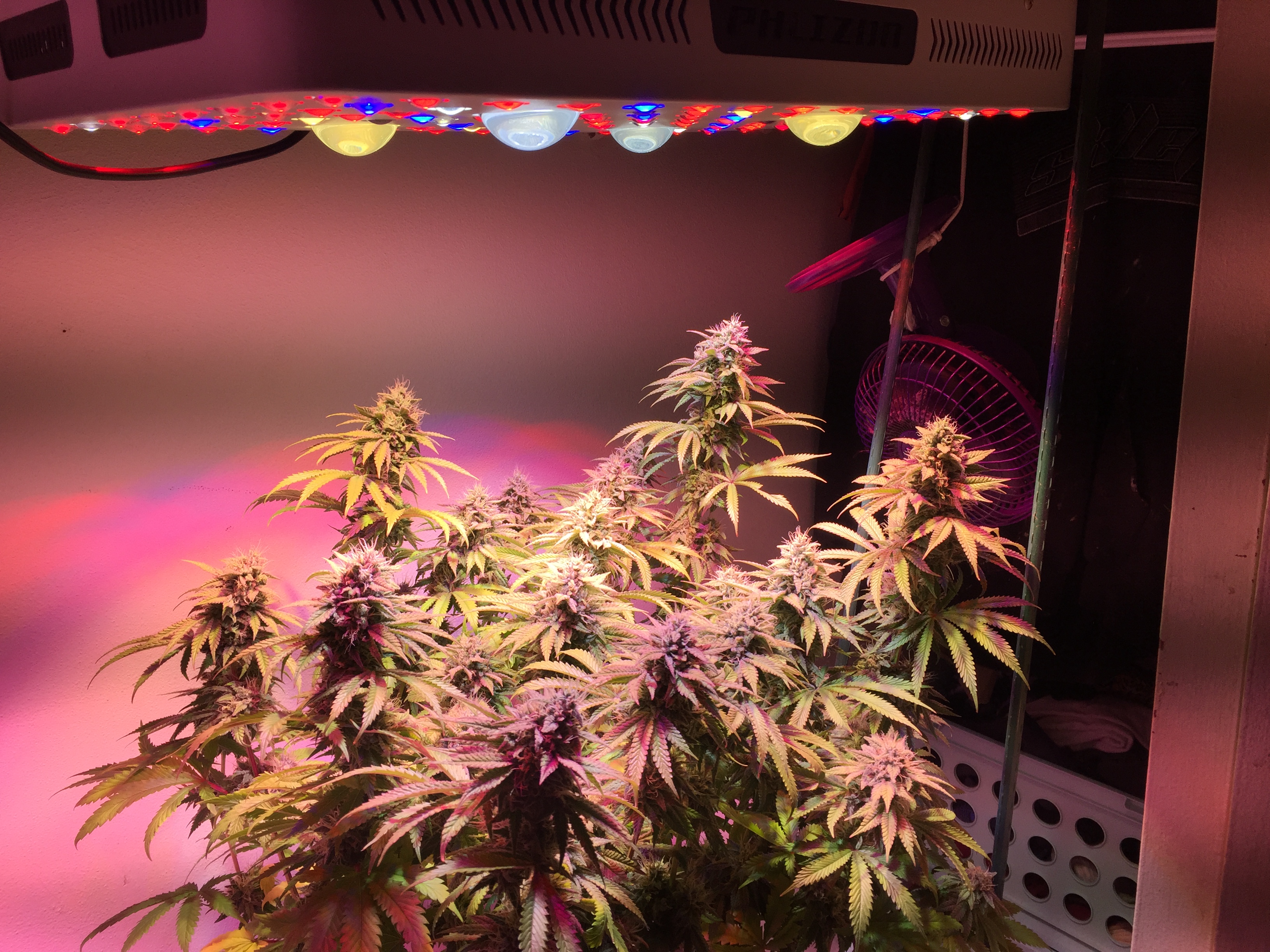 COB Cree LED Grow Light