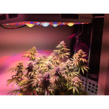 COB LED Grow Light For Indoor Plants