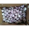 Good Quality garlic from jinxiang