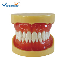 Removable Standard Model  hard gum