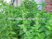 High quality basil seed for gardening