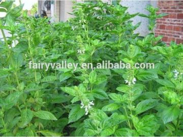 High quality basil seed for gardening