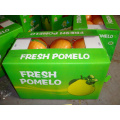 Fresh xiamen pomelo ladha