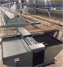 Automatic Nesting Boxes for Breeder Chickens: Laying Egg Nest Boxes Rollout