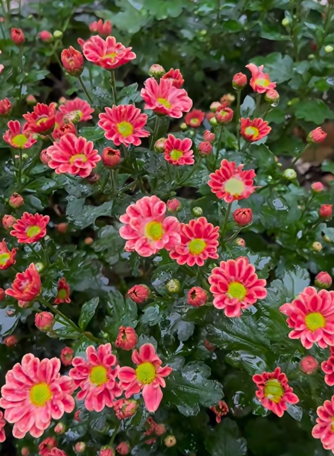 লিঙ্গলং সামান্য চন্দ্রমল্লিকা Linglong little chrysanthemum