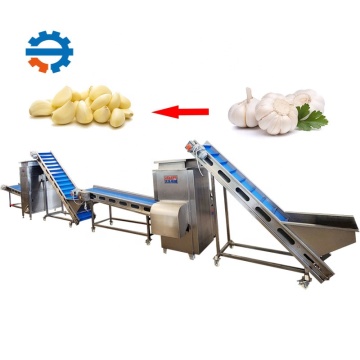 Garlic Processing Machines Supplier: Maquina Peladora De Ajo and Garlic Powder Processing Line