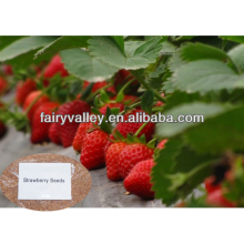 High Yield Strawberry seeds/Strawberry Varieties/Strawberry price Strawberry Seeds-Have been exported to many coun