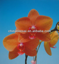 Moth orchids seedings long spikes , colors Phalaenopsis flowers