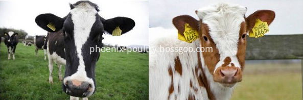 cattle ear tag cattle ear tag