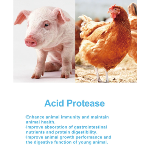 Feed grade protease -enzymen