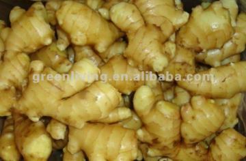 fresh ginger and garlic(HACCP,ISO9001)