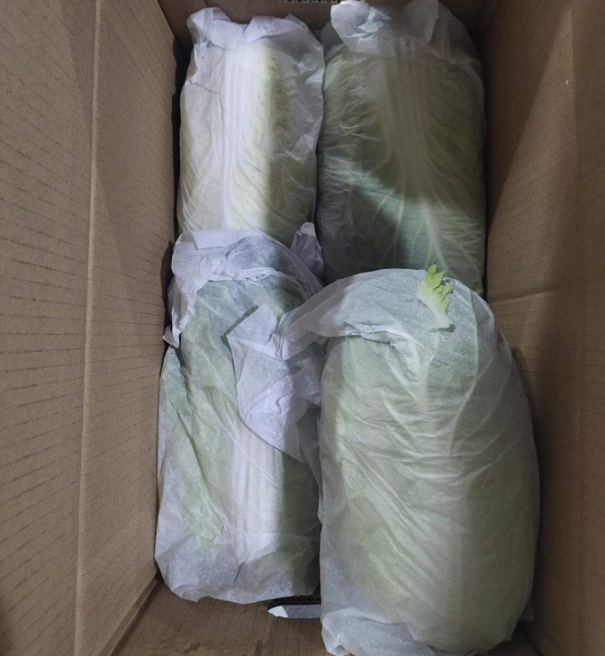 Cabbage / Fresh Vegetable Supply New Season Quality Chinese 30-40 Days Long Strip Cooking from CN 1*20ft 25 Cm Sweet Green