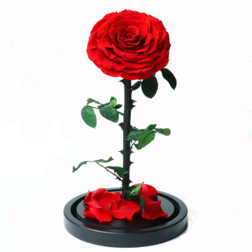 The Big Prince Cheap Preserved Rose Forever Rose in Glass Dome