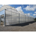 Skyplant Low cost Multispan Tunnel Greenhouse for Flower