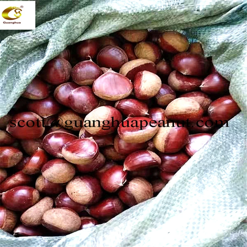 New Season Hot Export Chinese Fresh Chestnut for Roasting