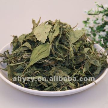 Stevia Rebaudiana