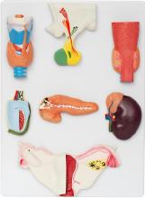 Human endocrine organ model