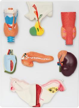 Human endocrine organ model